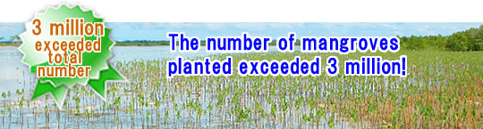 Accumulated number of mangroves planted exceeded 3 million!